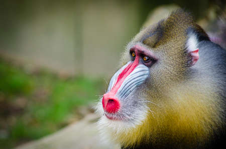 Brown and Beige Baboon