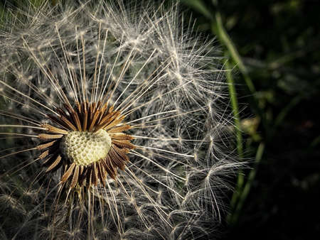 Brown and White Pollen