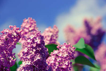 Nature Photography of Focus Pink Petaled Flower
