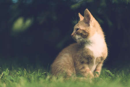 Selective Focus Photography of Sitting Orange Cat on Grass