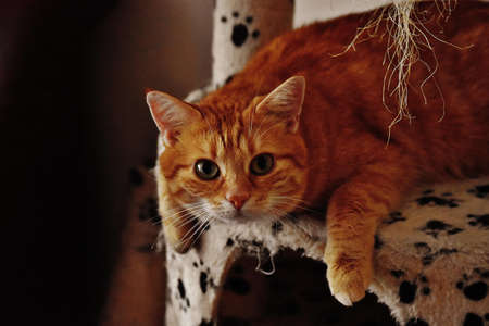 Orange Tabby Cat on Armchair