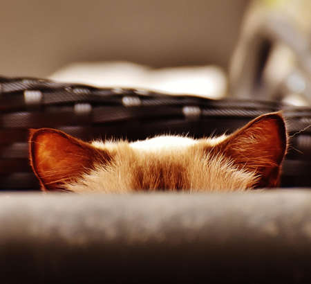 Brown Cat