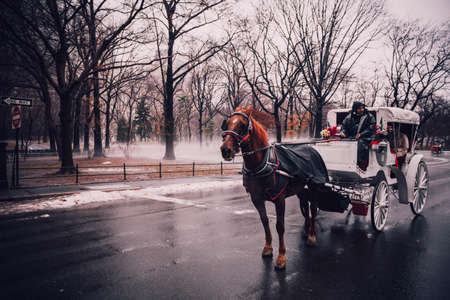 Man Riding White Carriage Pulling by Brown Horse