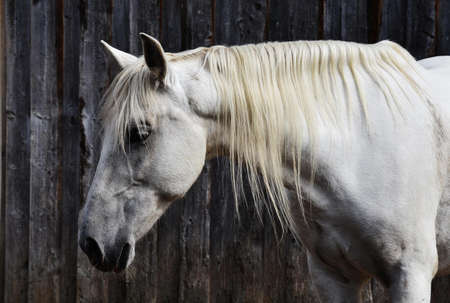 White Horse Beside Gray Surface