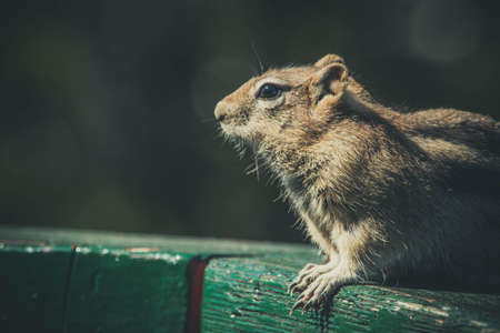 Close Up Photo of Rodent