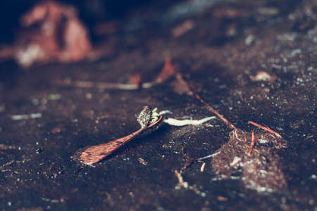Selective Focus Photography of Brown Leaf