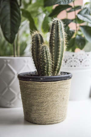 Green Cactus on Pot