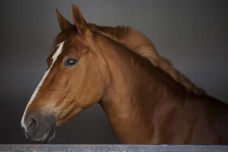 Brown and White Horse