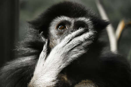 Photo of Black and Gray Primate