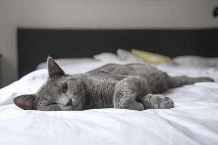 Short-fur Gray and Brown Cat Lying on White Textile