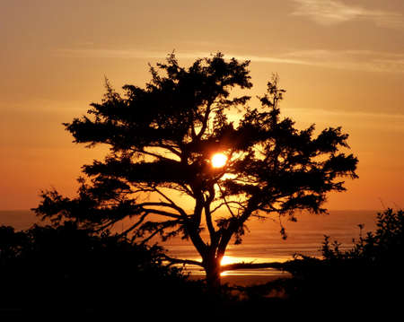 Silhouette Photography of Tree