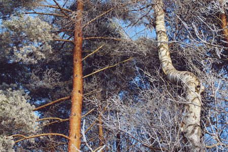 Green Trees