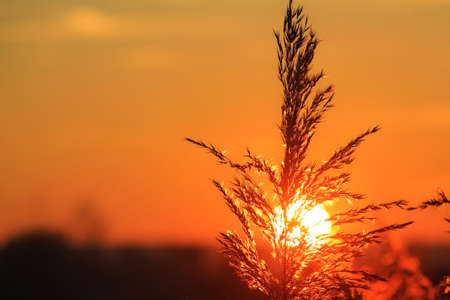 Closeup-photography of Leaves