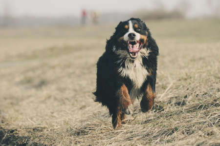 Bernese Mountain Dog Running on Grass Field