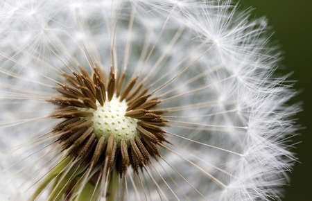 Macro Photography of White Dandelion