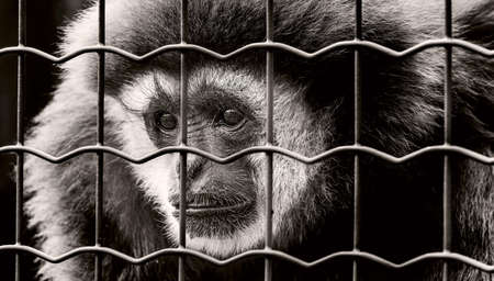 Black and White Monkey
