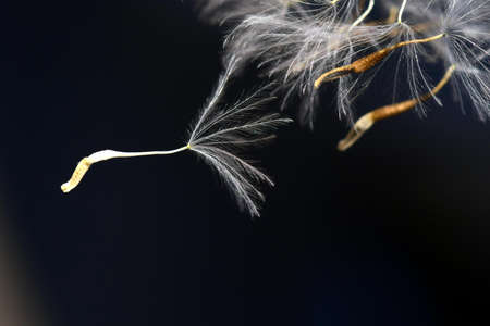 Shallow Focus Photography of White Dandelion
