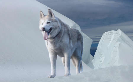 Alaskan Malamute on Snow-covered Ground