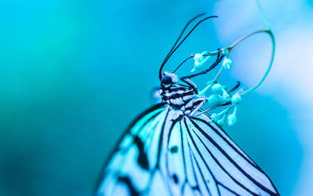 Macro Photography of White and Black Butterfly