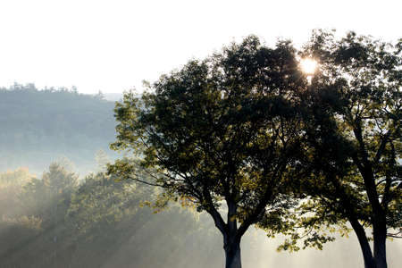 Silhouette Photo of Green Trees Under Crepuscular Rays