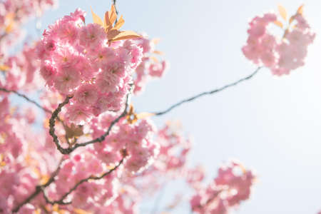 Selective Focus Photography of Pink Petaled Flowers