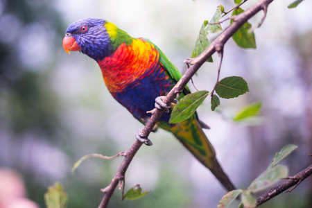 Red, Blue, and Green Bird on Tree