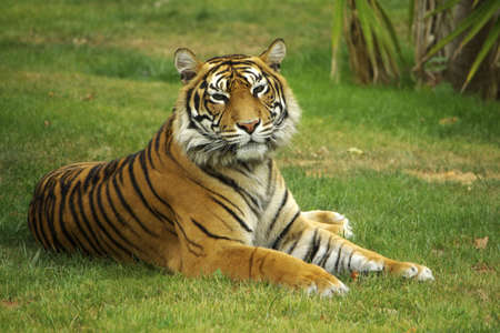 Wild tiger laying down on a green grass field.の写真素材
