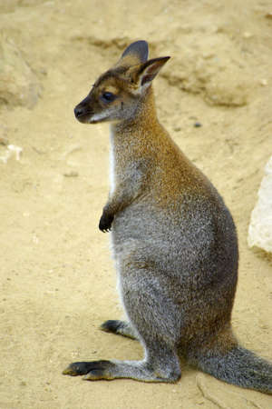 Sharp vertical portrait of a single standing kangaroo.の写真素材
