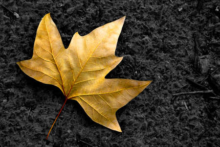 Single lonely golden leaf fallen in the black asphalt.