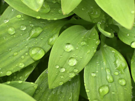 Close up of water drops on fresh green leaves.