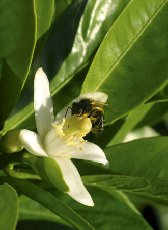 Photo of a bee on a orange-tree flowerの写真素材