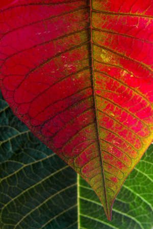 Macro photo of green and red leafs with sunlight from behind.の写真素材