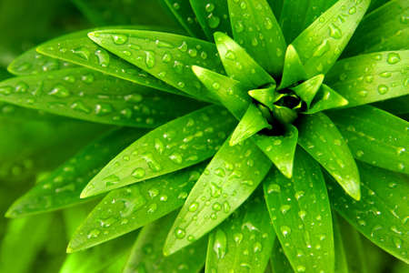 Close-up of fresh green foliage with water drops after rainの写真素材