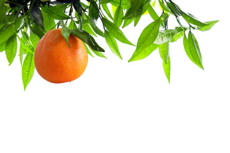 Orange-tree branch with one orange isolated in whiteの写真素材
