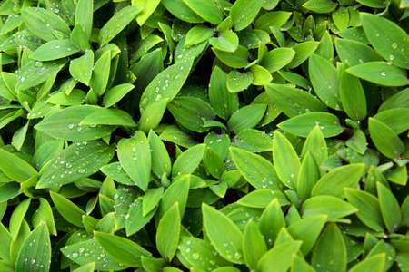 Close-up of fresh green foliage with water drops after rain