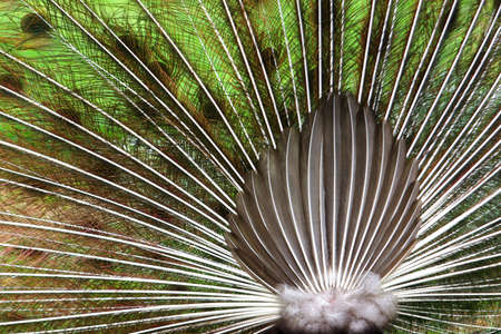 Photo of a peacock seen from the back with its tail fully openedの写真素材