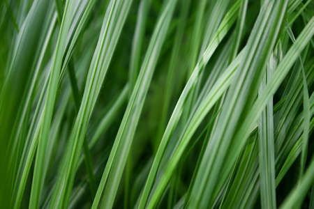 close up background of green grass bladesの写真素材