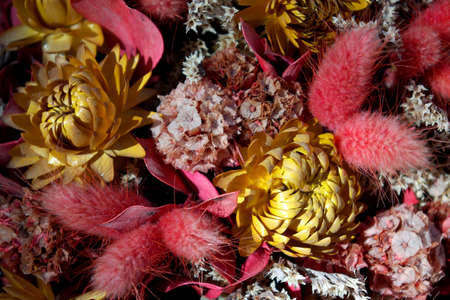 Close-up photo of pink and yellow dried fall flowersの写真素材