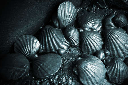 Close-up on sea shells after oil spillの写真素材