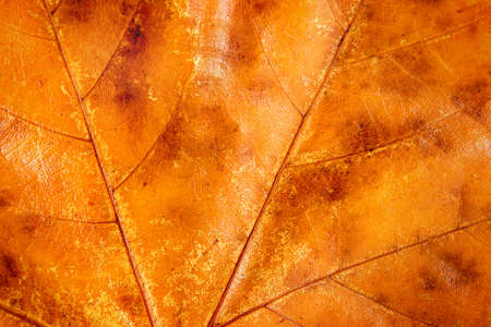 Background texture close up of golden Fall leafの写真素材