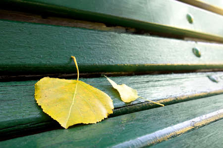 Detail of a green bench in a park with fallen leafsの写真素材