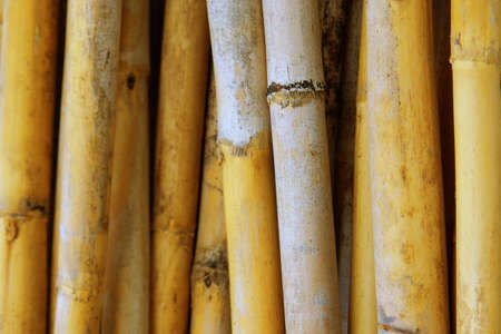 Close-up photo of background of yellow dry canes