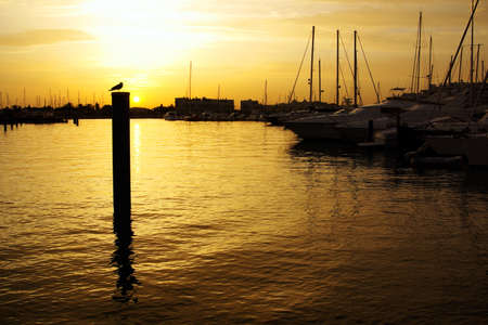 Marina with docked yachts and silhouette of a seagull at sunsetの写真素材