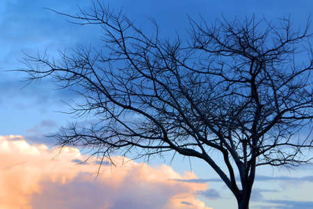 Silhouette of tree against a cold cloudy skyの写真素材