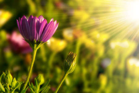 Single daisy flower in a green field under warm sunlightの写真素材