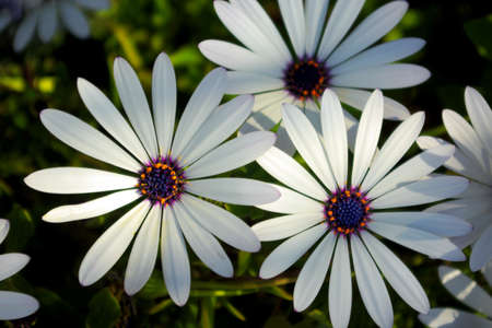 Several white daisy flowers in a green field under warm sunlight