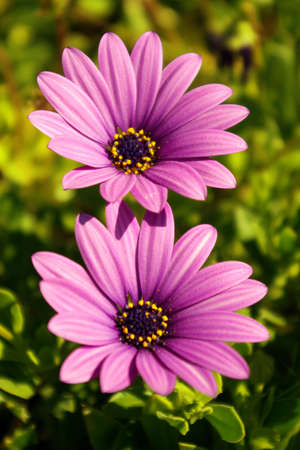 Two daisy flowers in a green field under warm sunlightの写真素材