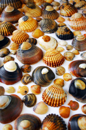 Background composition of assorted sea shells over white background