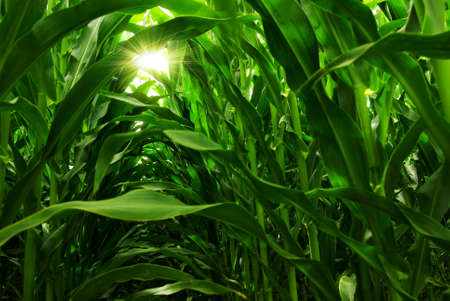 Green field of young corn under the sunlightの写真素材