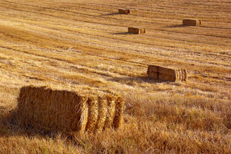 Straw stacks on farmland under the sunlight in a Summer day